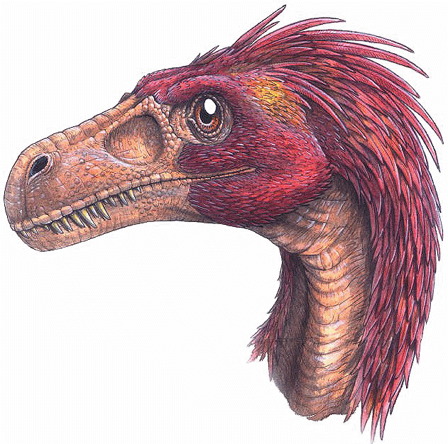 http://dinosaur-world.com/feathered_dinosaurs/species/dromaeosaurus_albertensis.gif