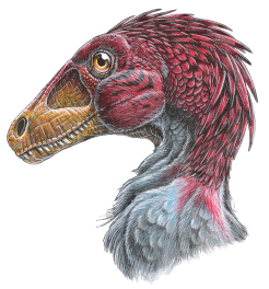 Avian Raptors - the Birds of Prey. Beautiful poster from Feenixx Publishing