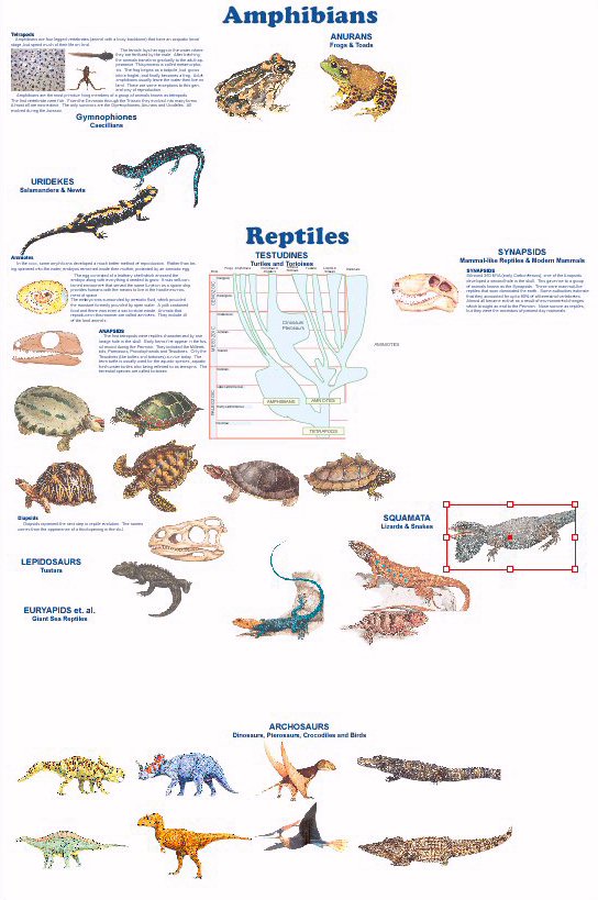 Evolution Of Species